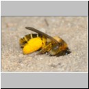 Dasypoda hirtipes - Hosenbiene x w06 - Sandgrube Heidesee OS-Bad Laer.jpg